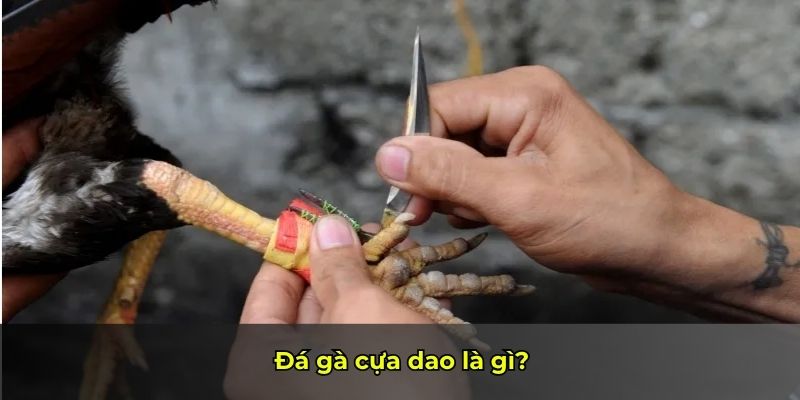 Đá gà cựa dao là gì?