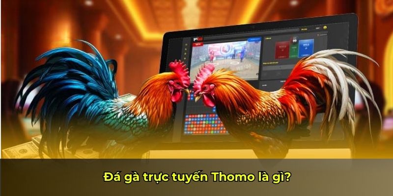 Đá gà trực tuyến Thomo là gì?