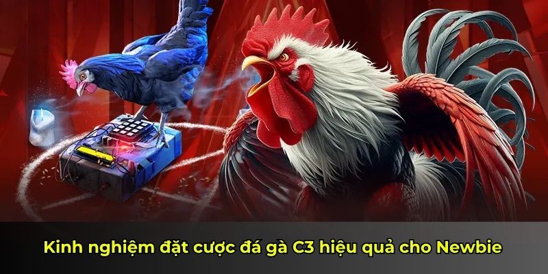 Kinh nghiệm đặt cược đá gà C3 hiệu quả cho Newbie