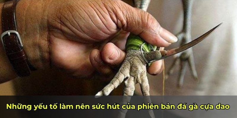 Những yếu tố làm nên sức hút của phiên bản đá gà cựa dao