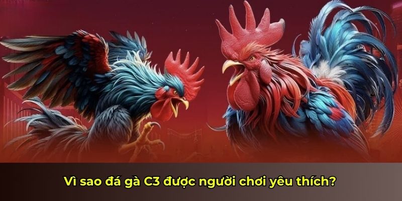 Vì sao đá gà C3 được người chơi yêu thích?